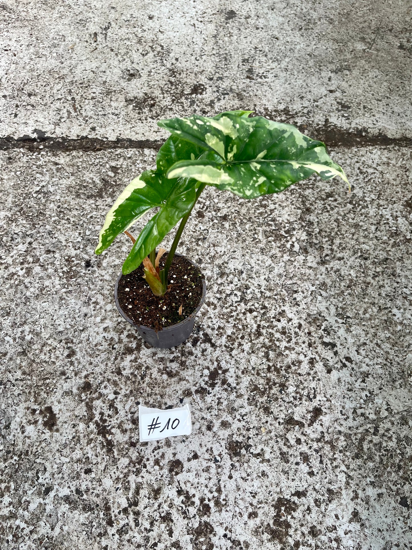 PLANTE A SAUVER
