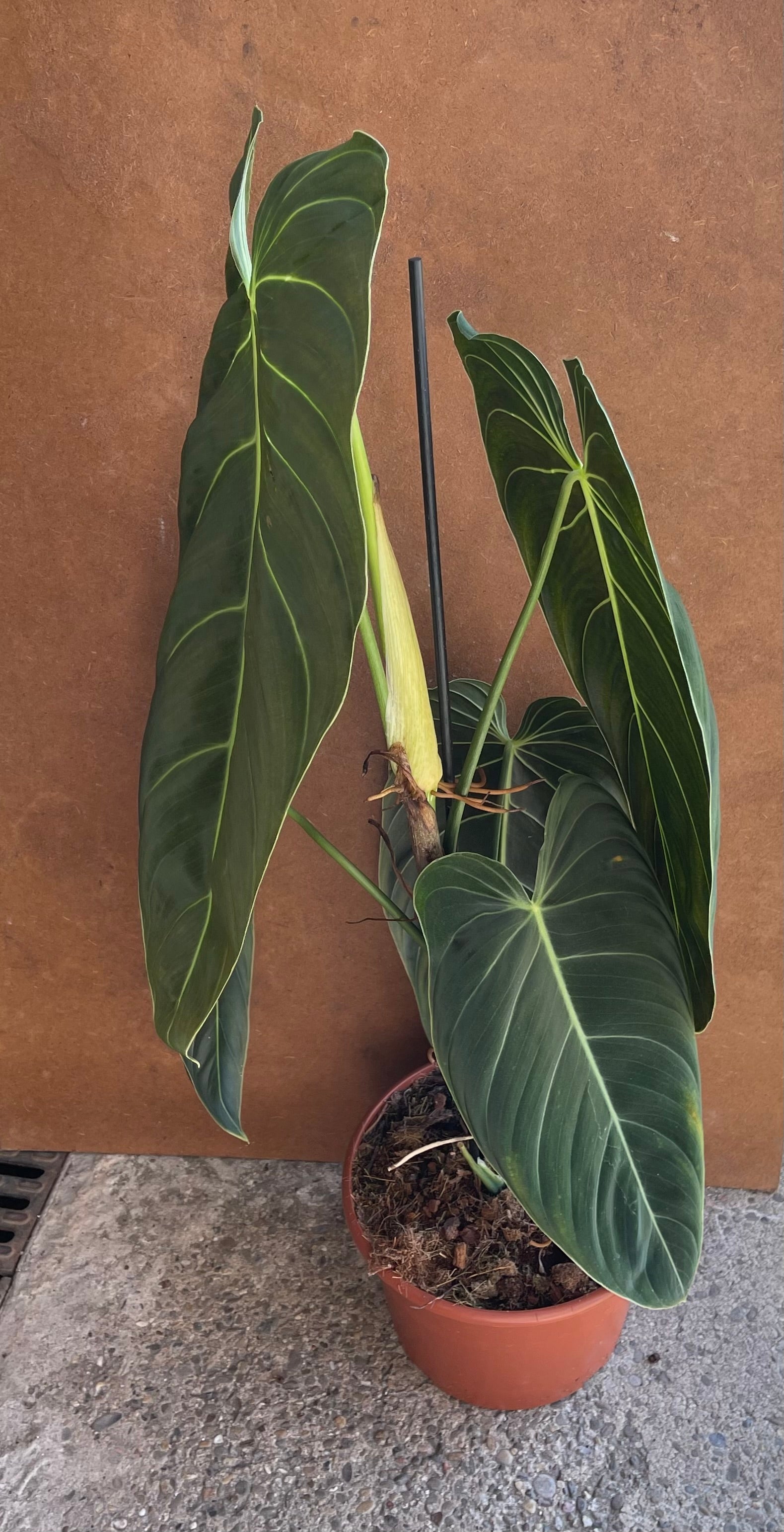 philodendron melanochrysum xxl Philodendron melanochrysum XL