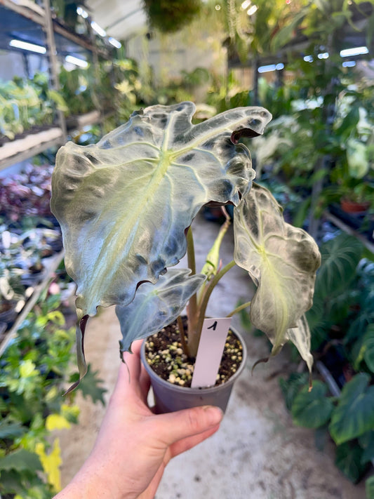 ALOCASIA VENOM L NEW