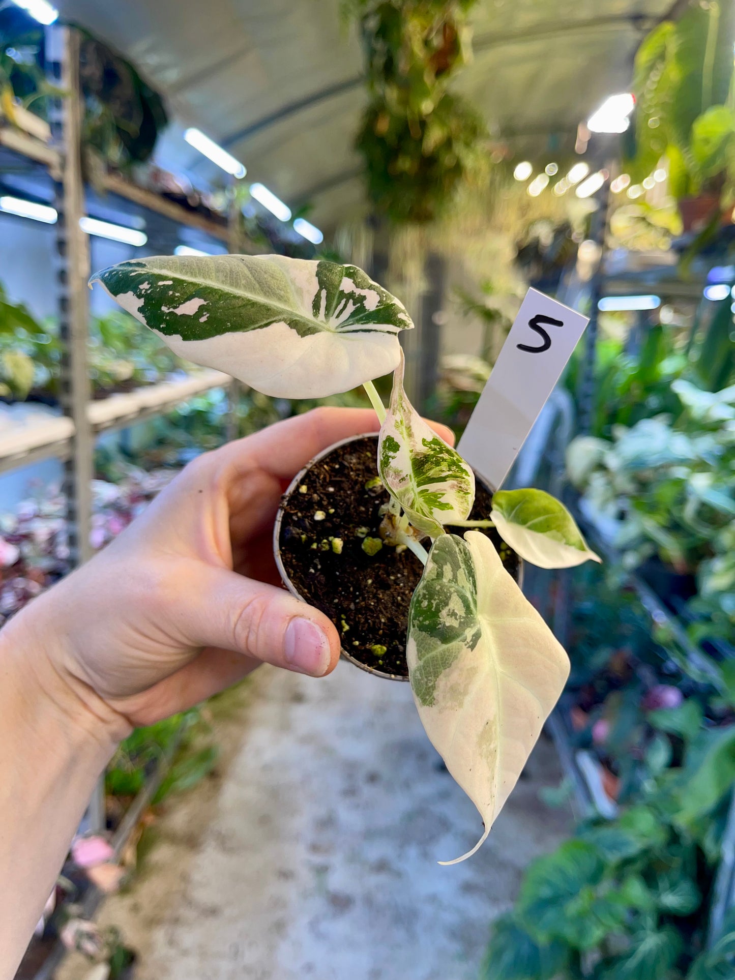 ALOCASIA BLACK VELVET VARIEGATA PINK S NEW