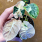 Alocasia balloon heart pink variegata