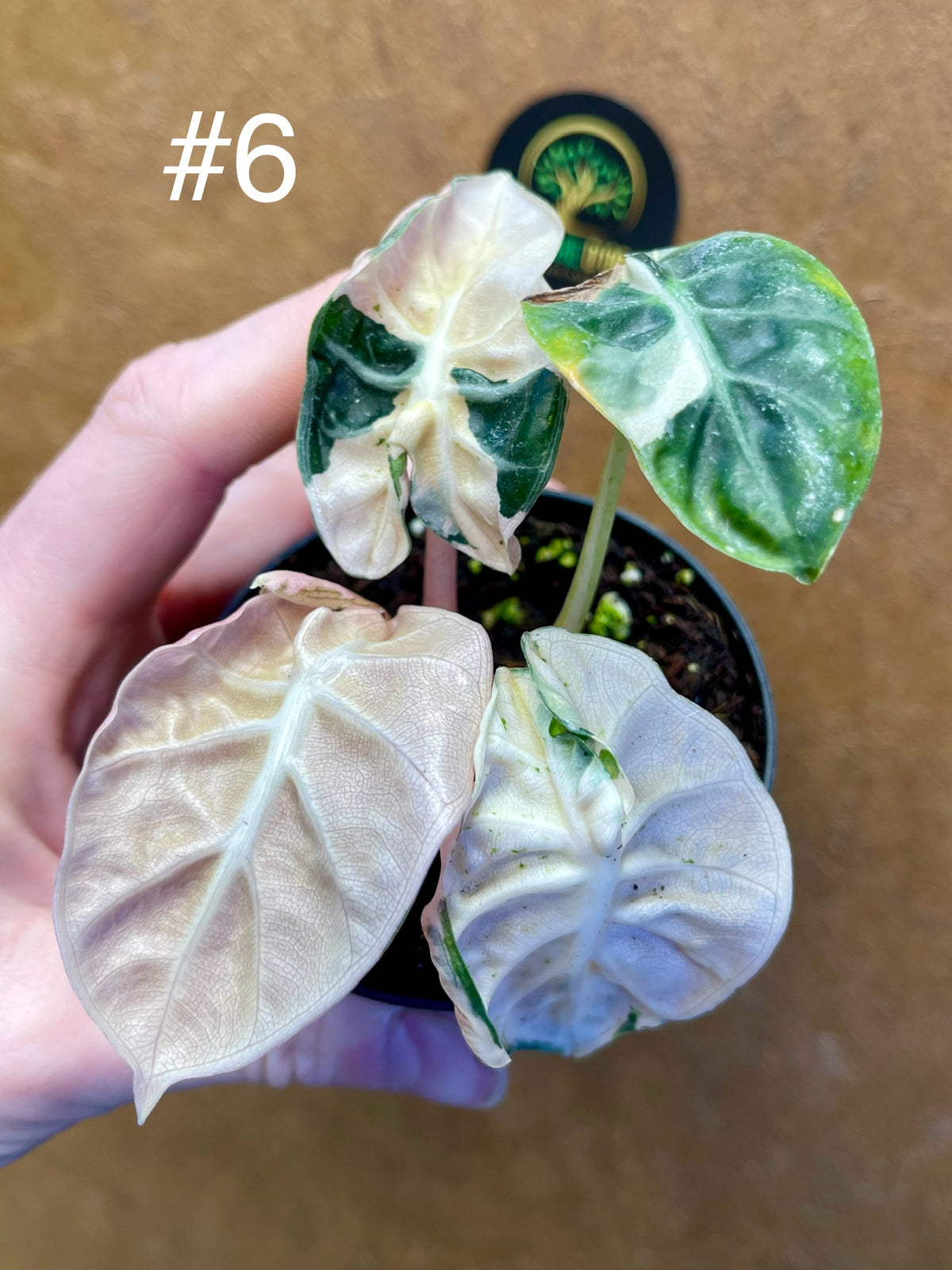 Alocasia balloon heart pink variegata – L
