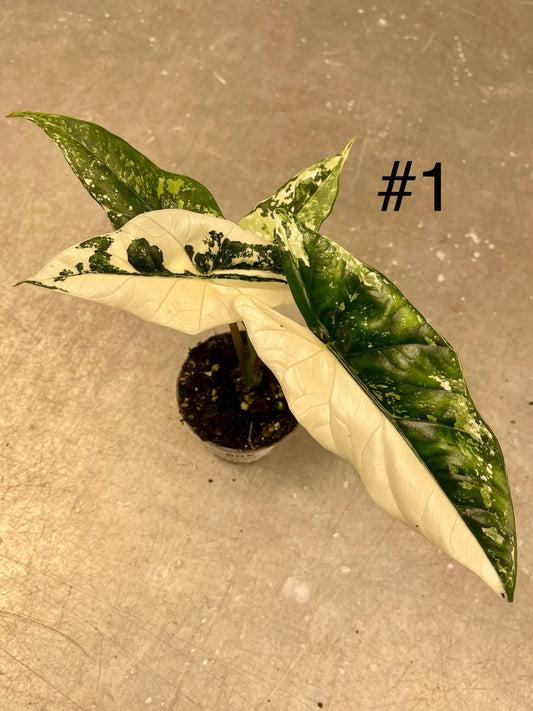 ALOCASIA SIMPO ALBO VARIEGATA S NEW