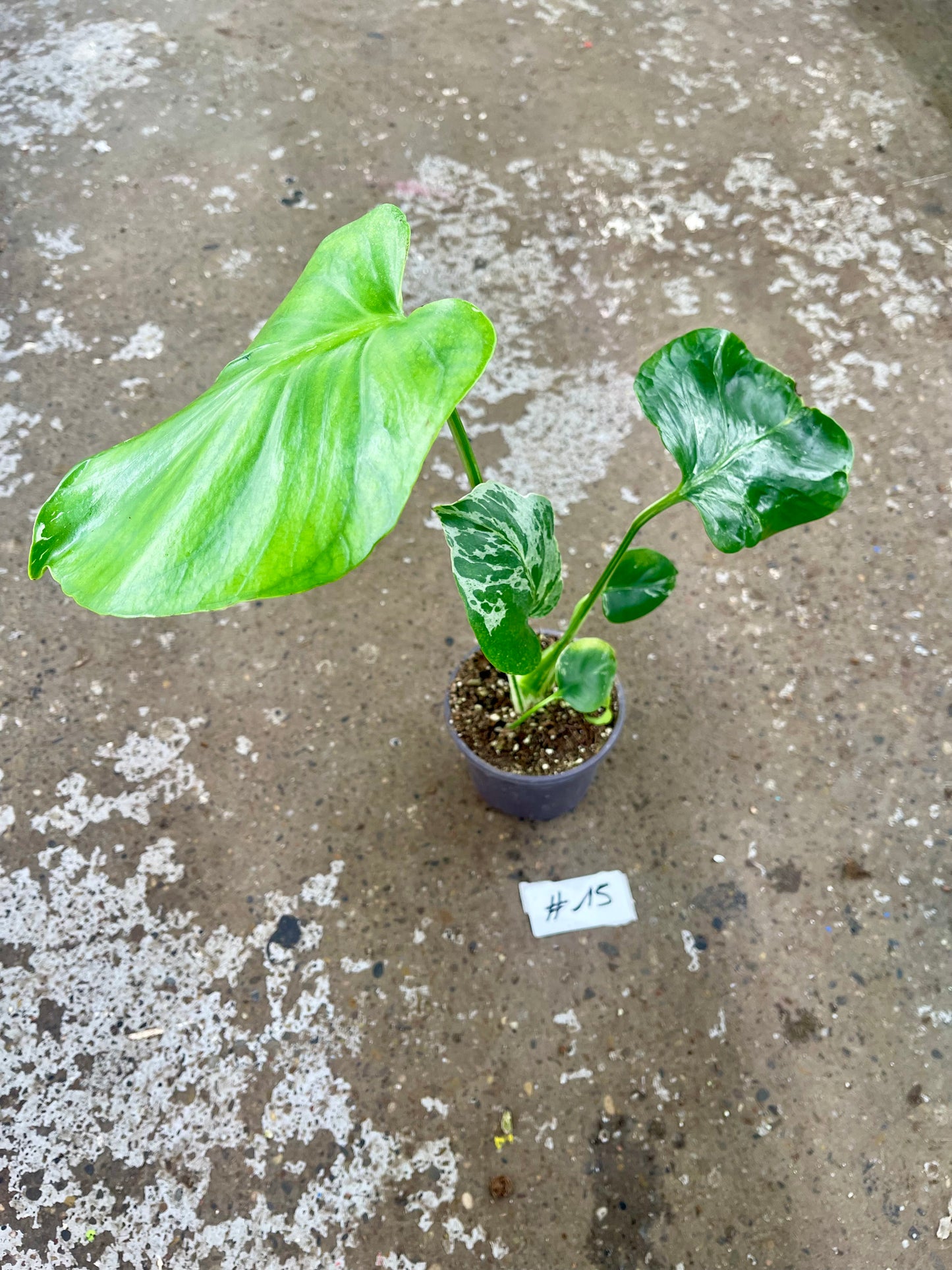 MONSTERA BULBASAUR M