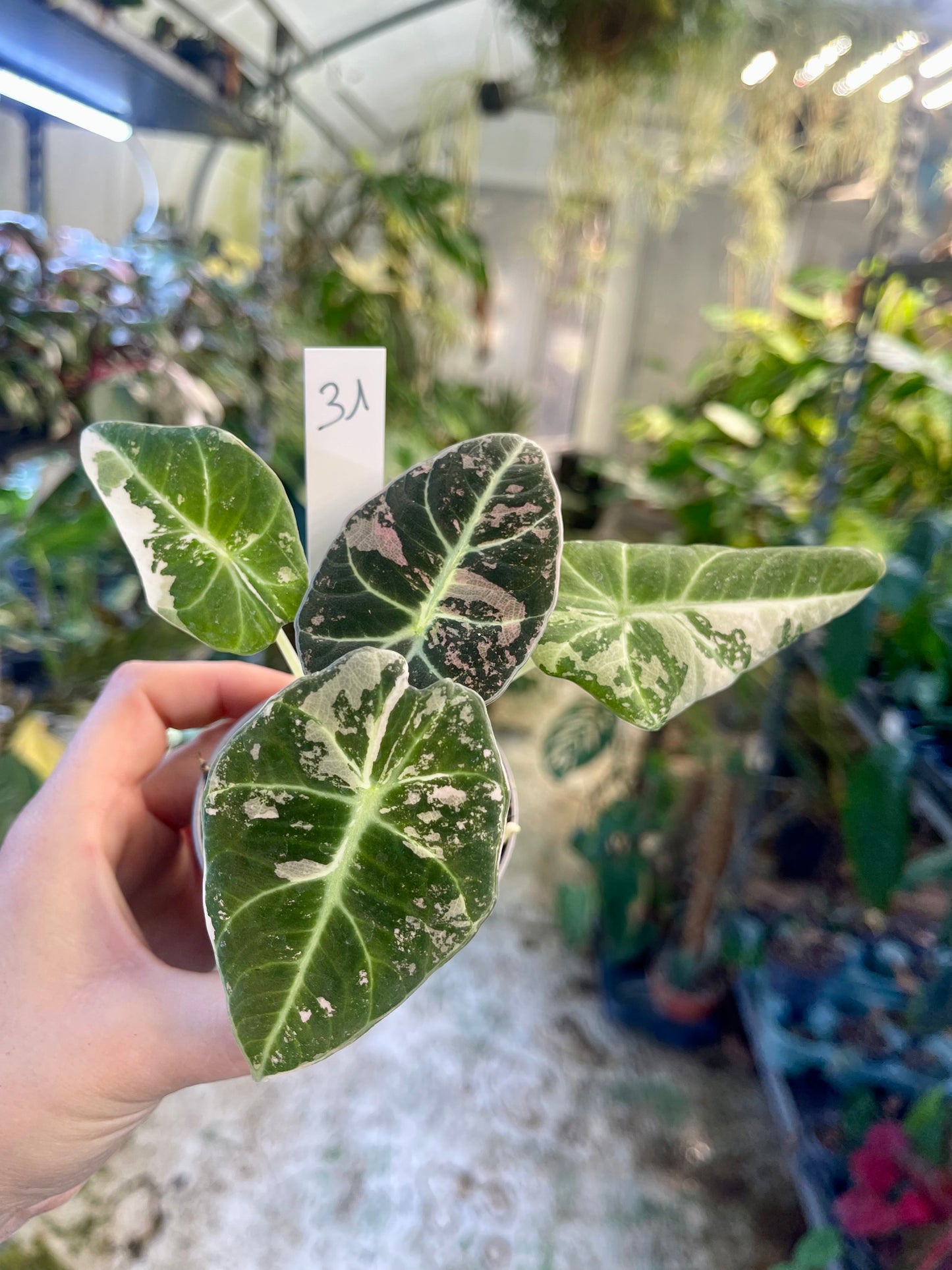 ALOCASIA BLACK VELVET VARIEGATA PINK S NEW