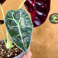 Alocasia watsonia pink variegata M