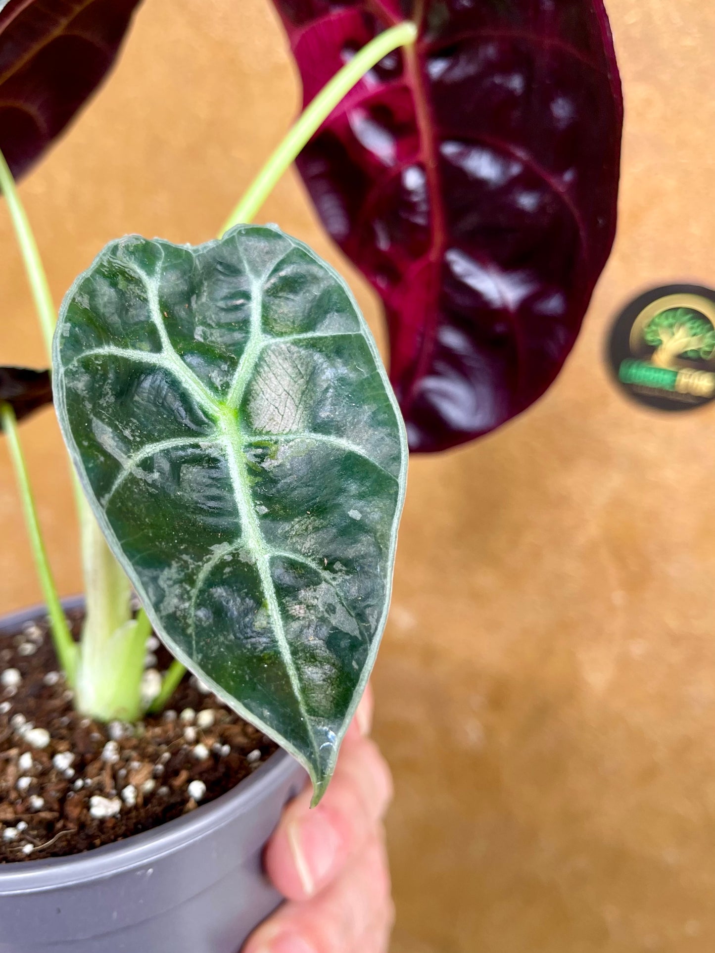 Alocasia watsonia pink variegata M