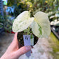 MONSTERA MINT WHITE MONSTER S NEW