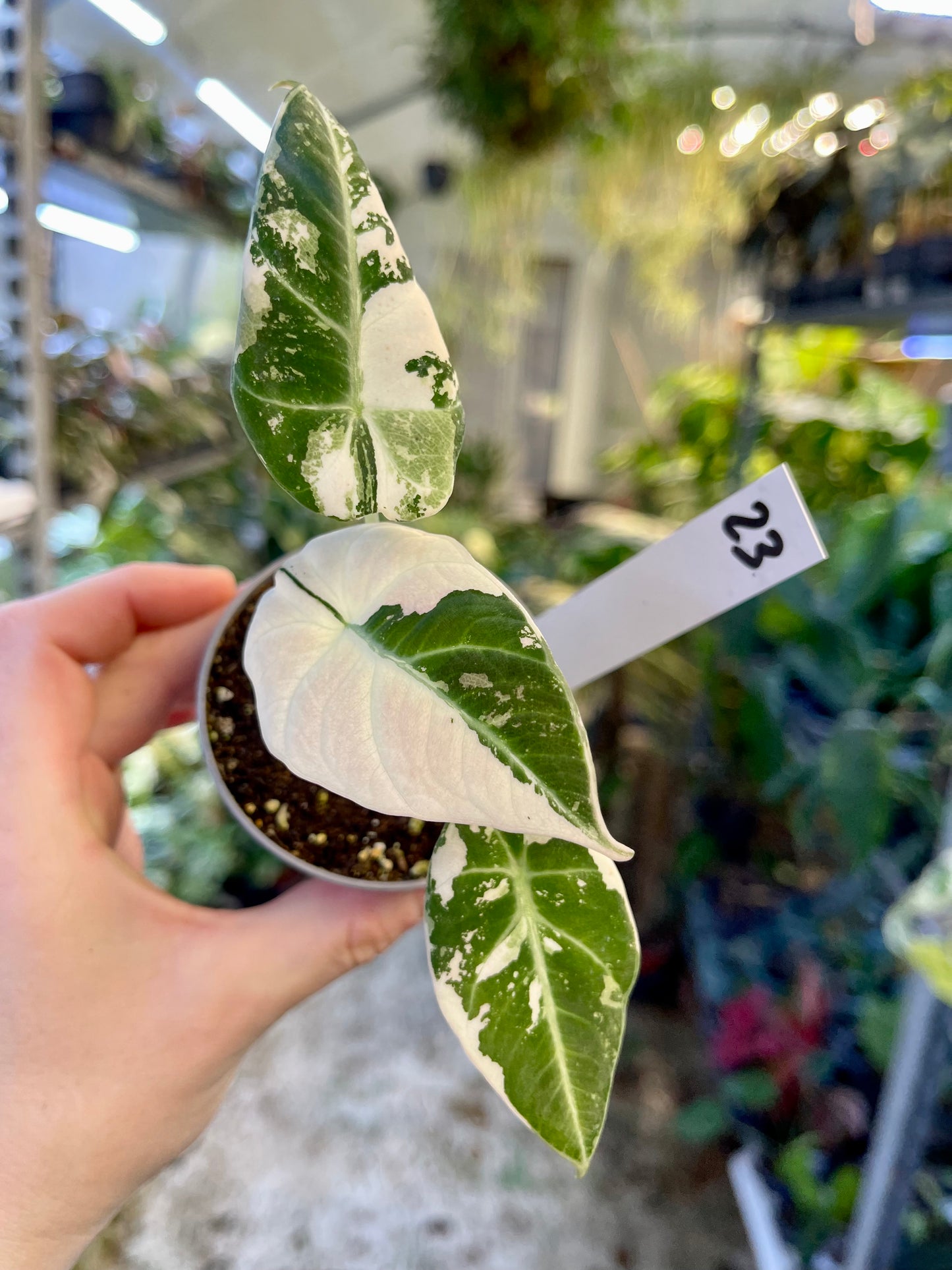 ALOCASIA BLACK VELVET VARIEGATA PINK S NEW