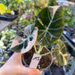 ALOCASIA BLACK VELVET PINK VARIEGATA M