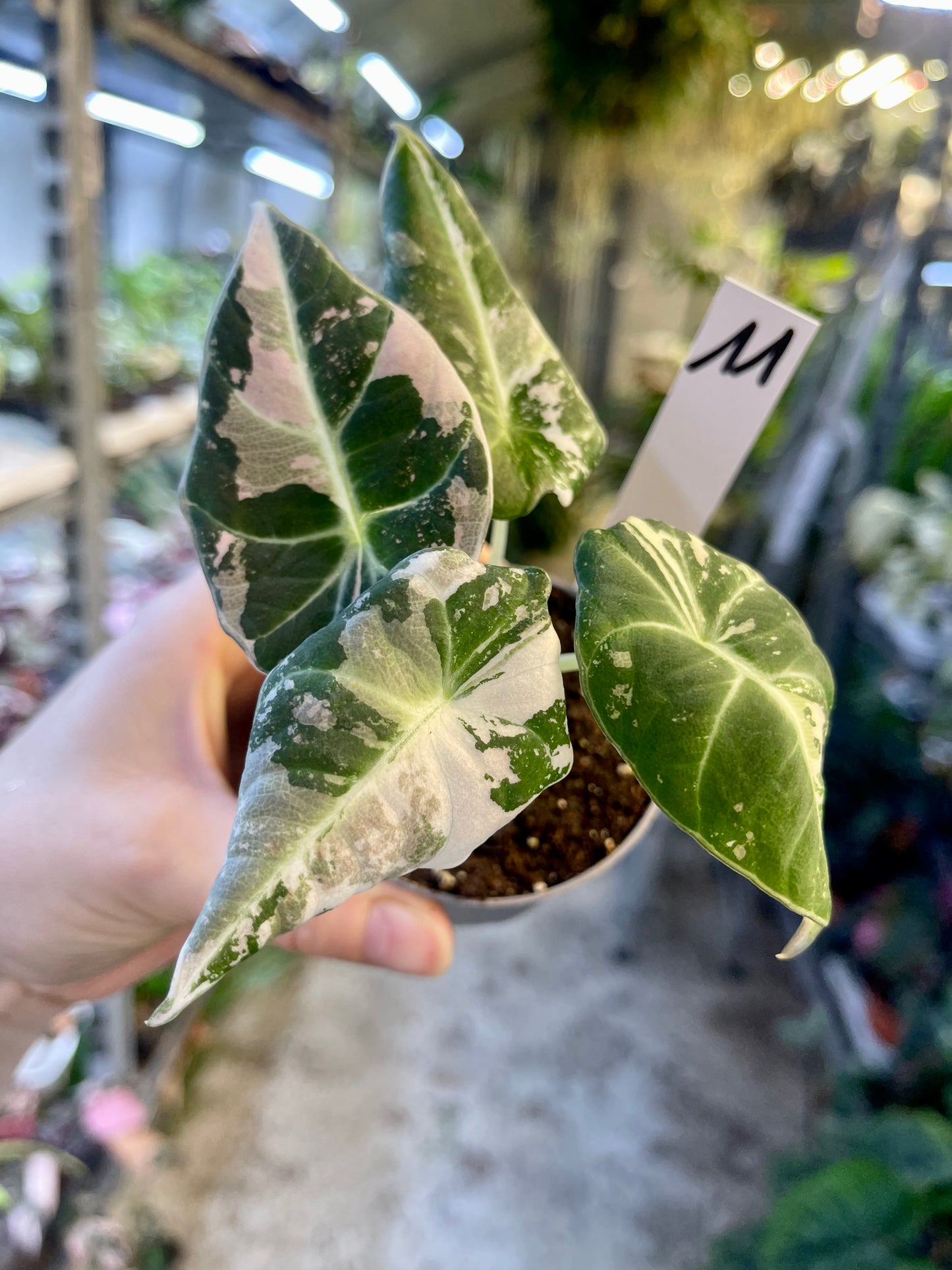 ALOCASIA BLACK VELVET VARIEGATA PINK S NEW