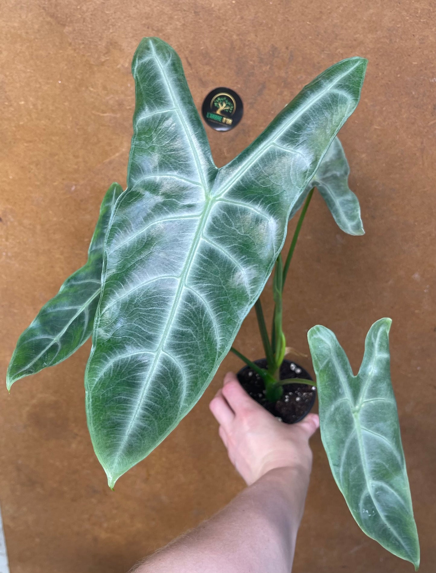 Alocasia longiloba silver M NEW