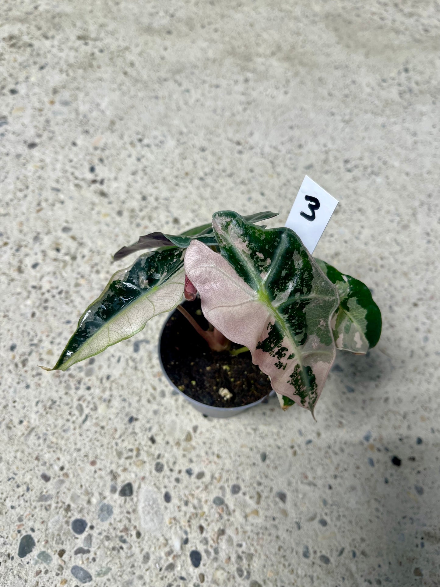 ALOCASIA AMAZONICA POLLY PINK NEW