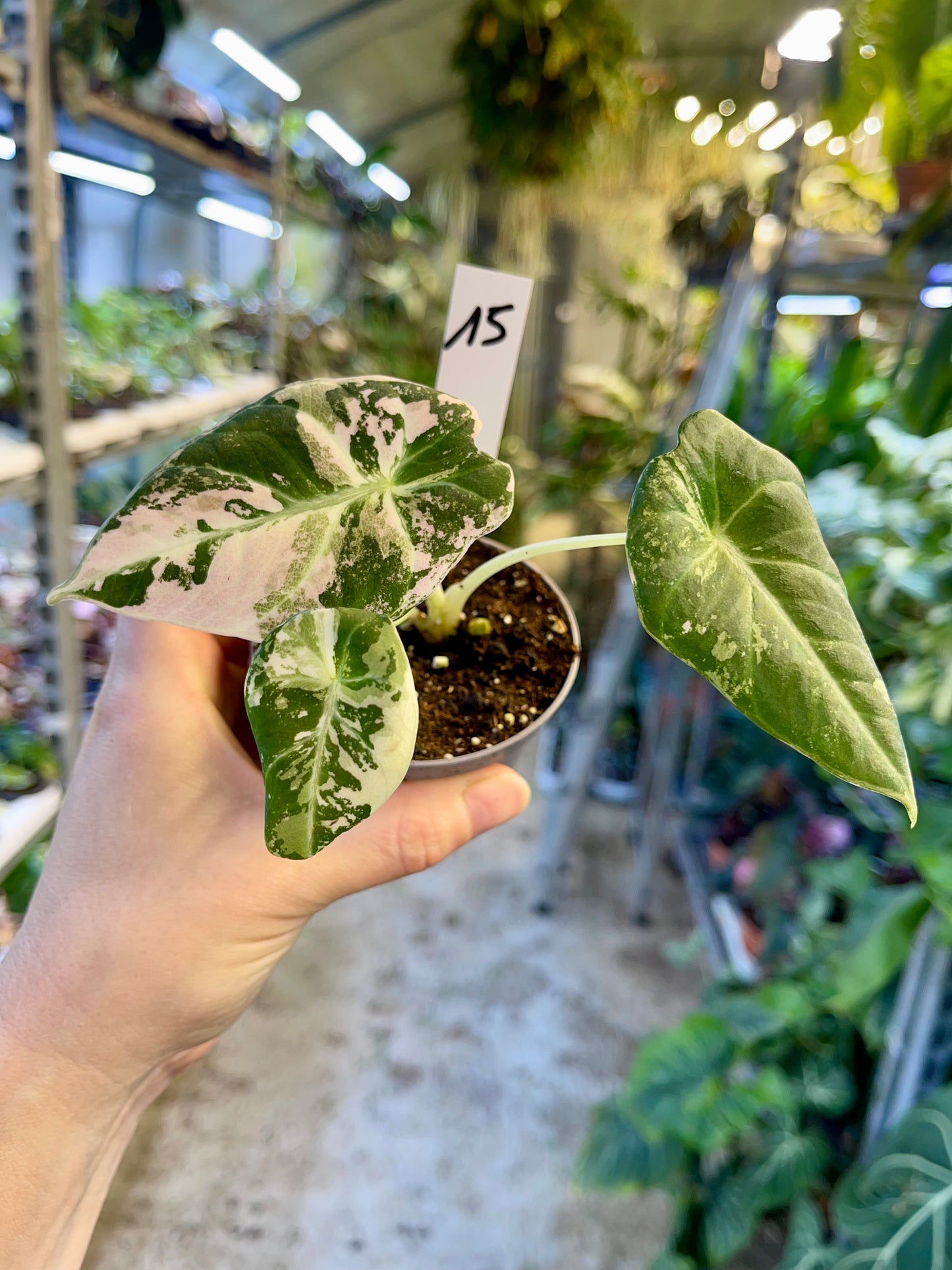 ALOCASIA BLACK VELVET VARIEGATA PINK S NEW