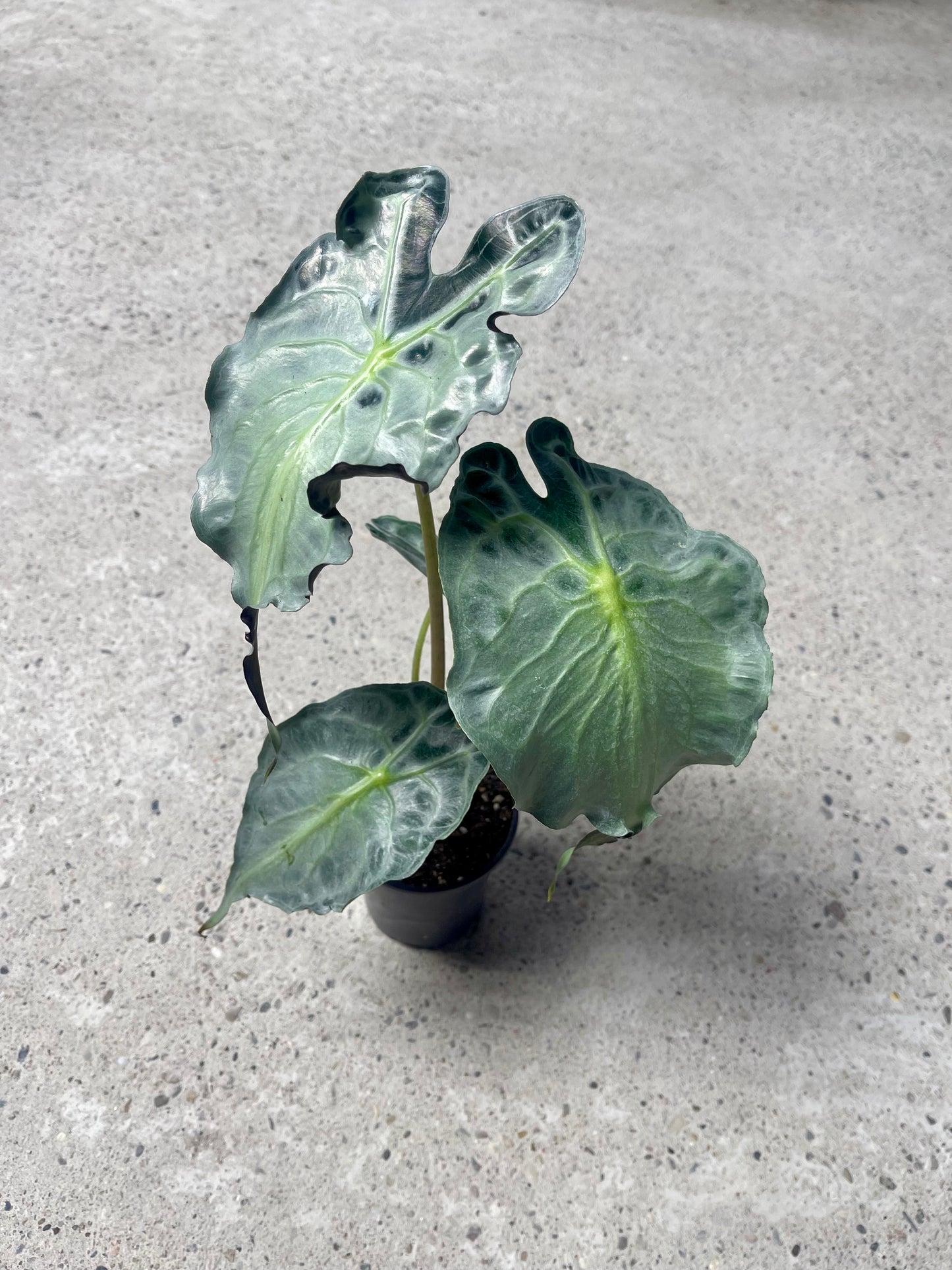 ALOCASIA VENOM L NEW