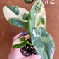 Alocasia macrorrhiza variegata S
