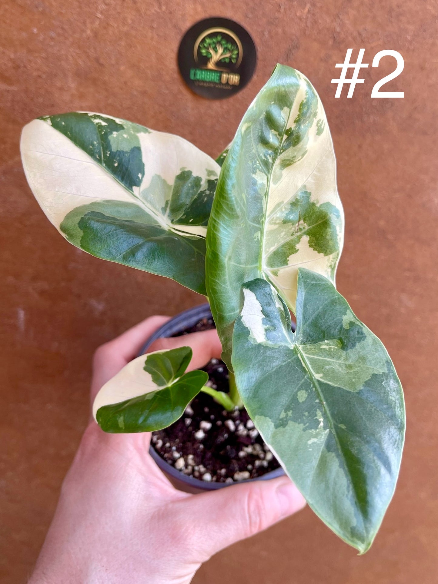 Alocasia macrorrhiza variegata S