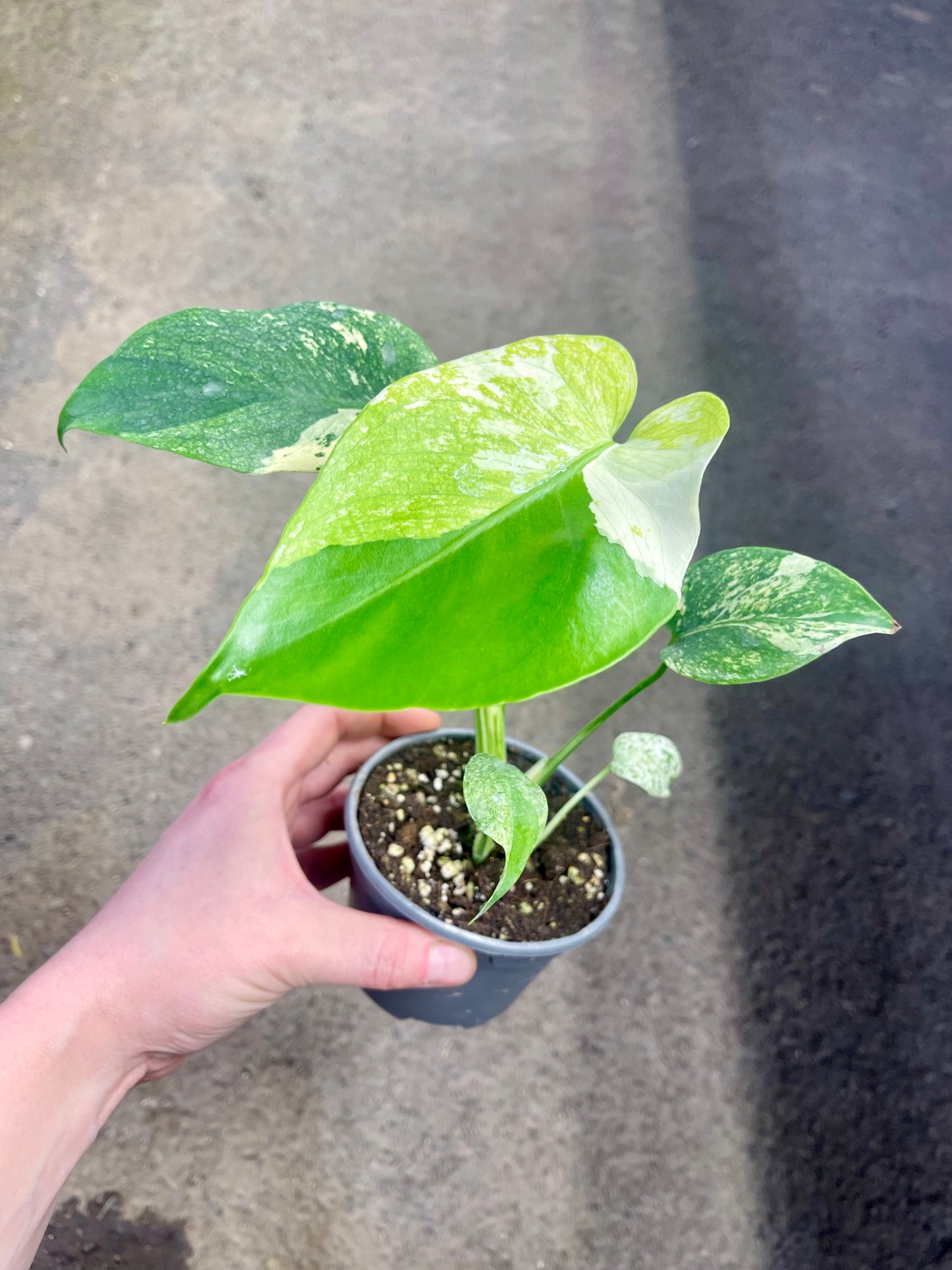 MONS.TERA WHITE MONSTER MUTATION TRICOLOR