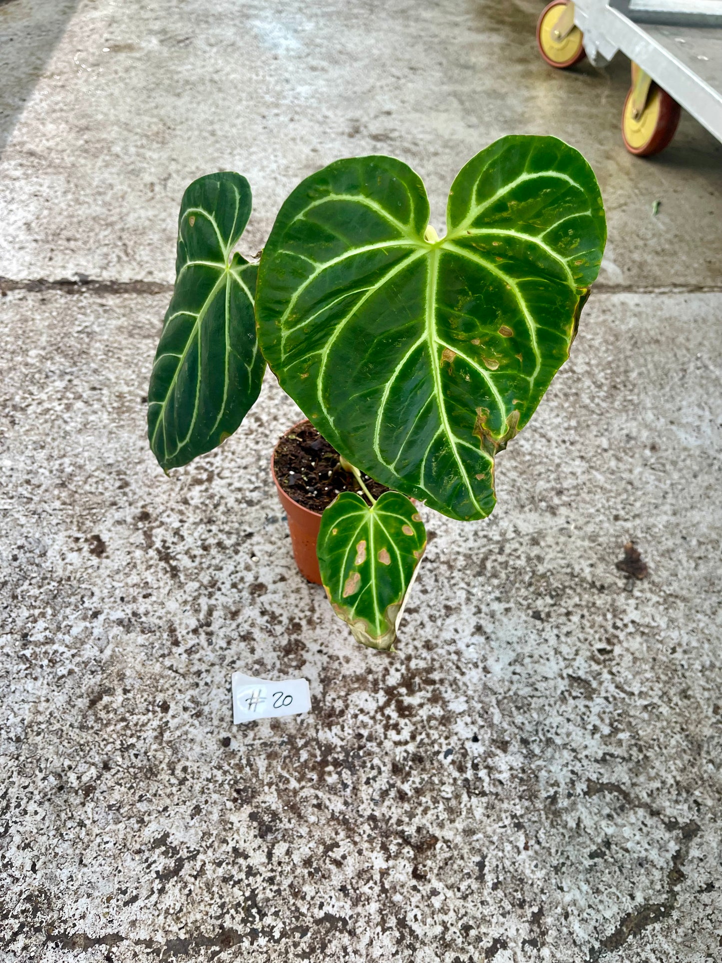 PLANTE A SAUVER