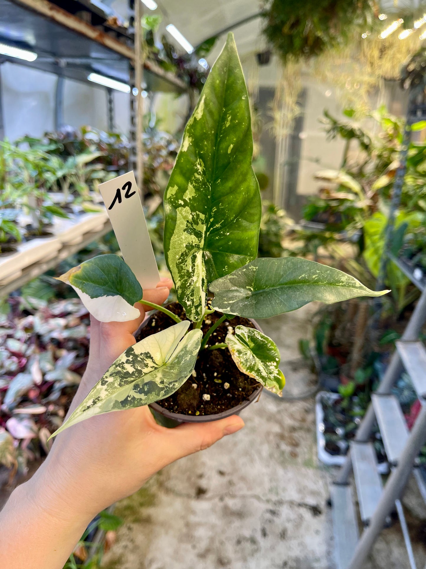 ALOCASIA SIMPO ALBO VARIEGATA M NEW