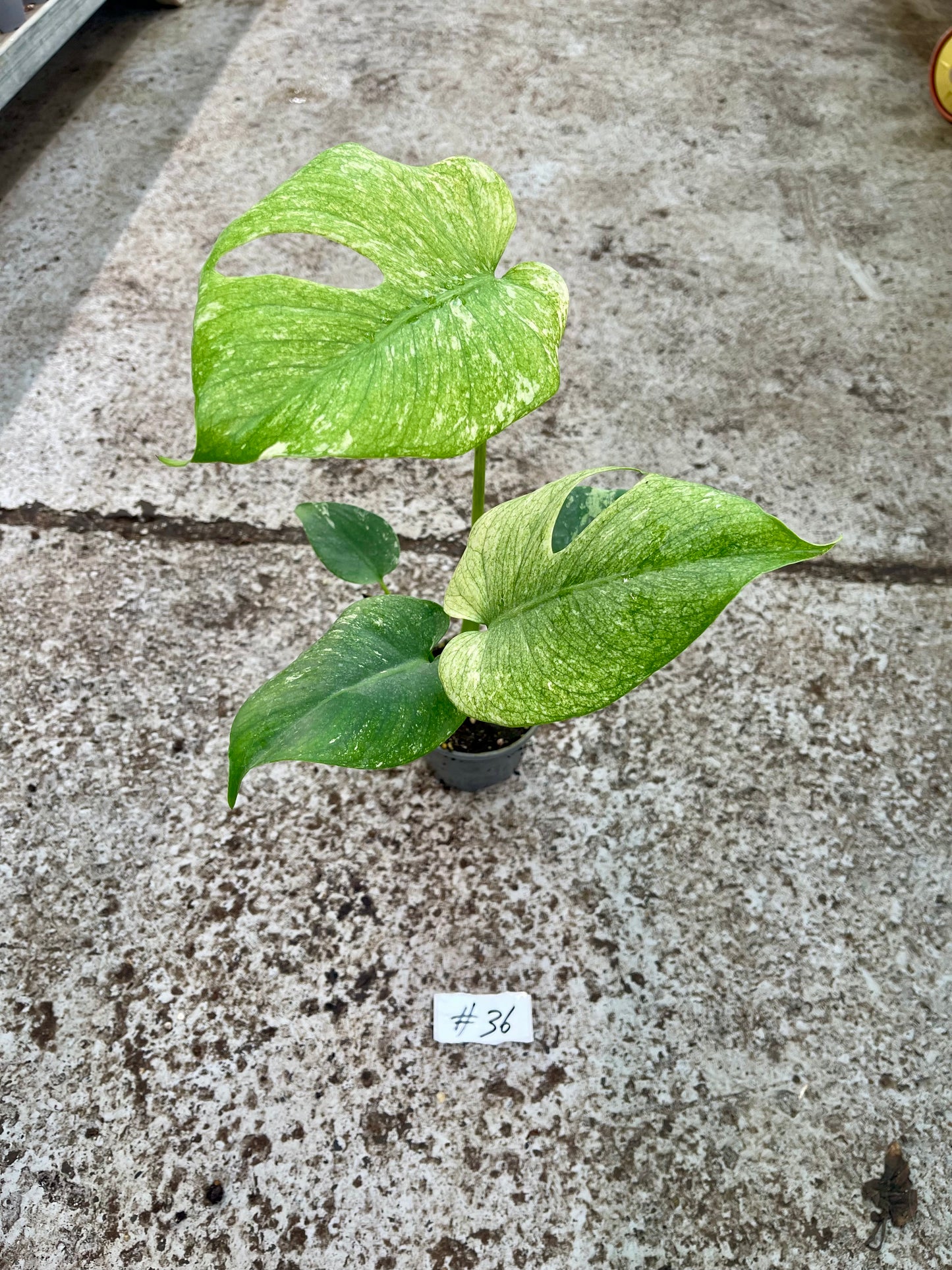 PLANTE A SAUVER