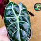 Alocasia watsonia pink variegata M