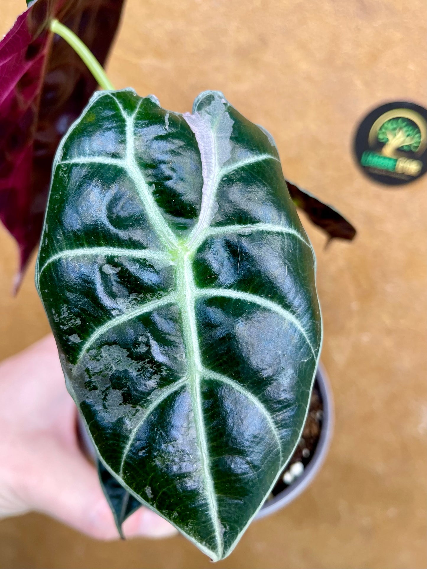 Alocasia watsonia pink variegata M