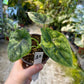 Alocasia dragon scale variegata