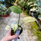 MONSTERA MINT WHITE MONSTER S NEW