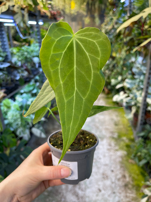 Anthurium delta force M NEW