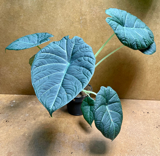 Alocasia dragon moon