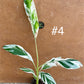Musa Florida ae-ae variegata