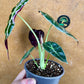 Alocasia watsonia pink variegata M