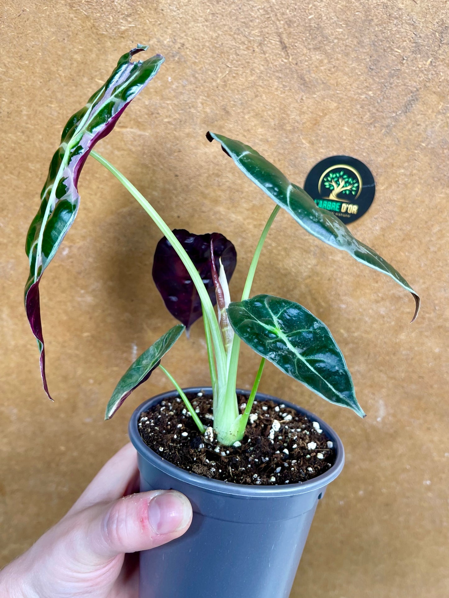 Alocasia watsonia pink variegata M