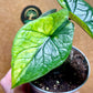 Alocasia scalprum variegata