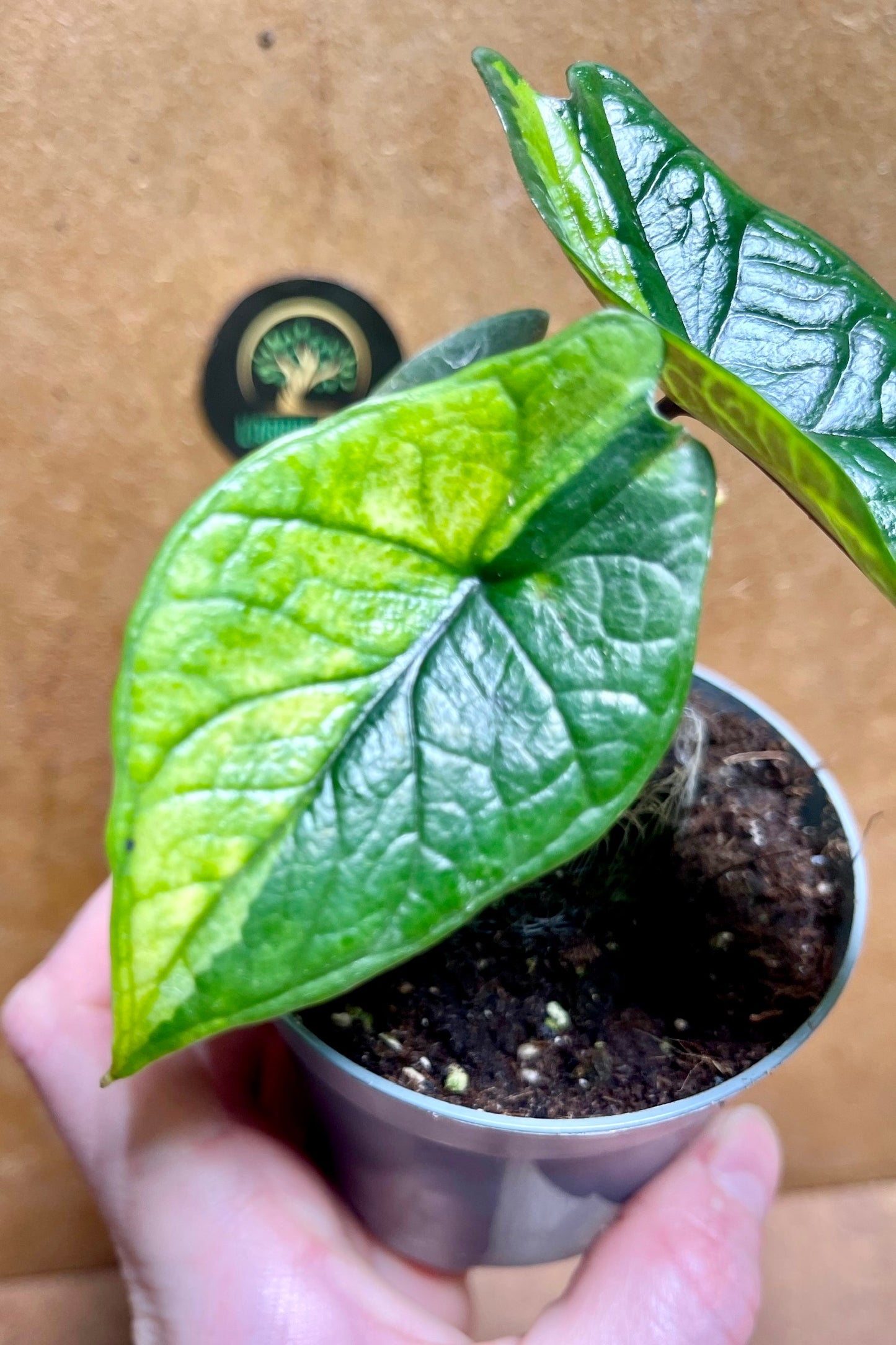 Alocasia scalprum variegata