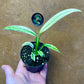 Epipremnium amplissimum variegata NEW