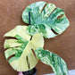 Monstera legacy