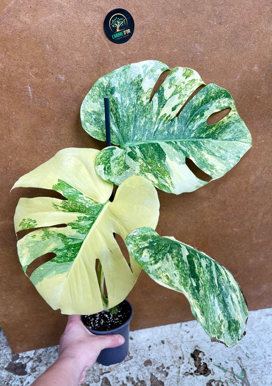 Monstera legacy