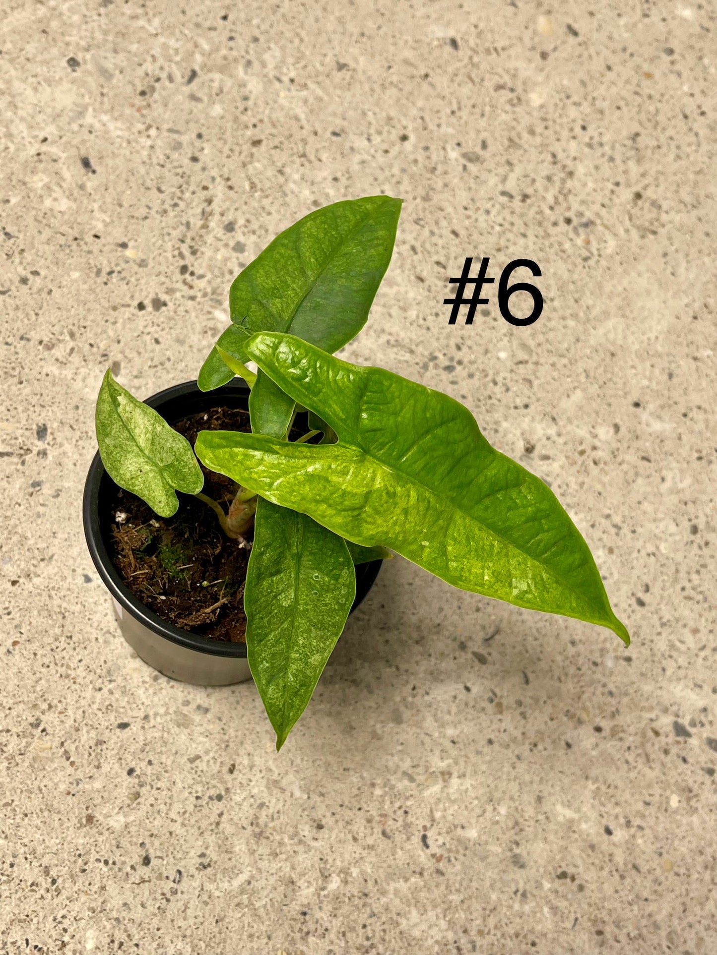 ALOCASIA GREEN CARPET VARIEGATA NEW