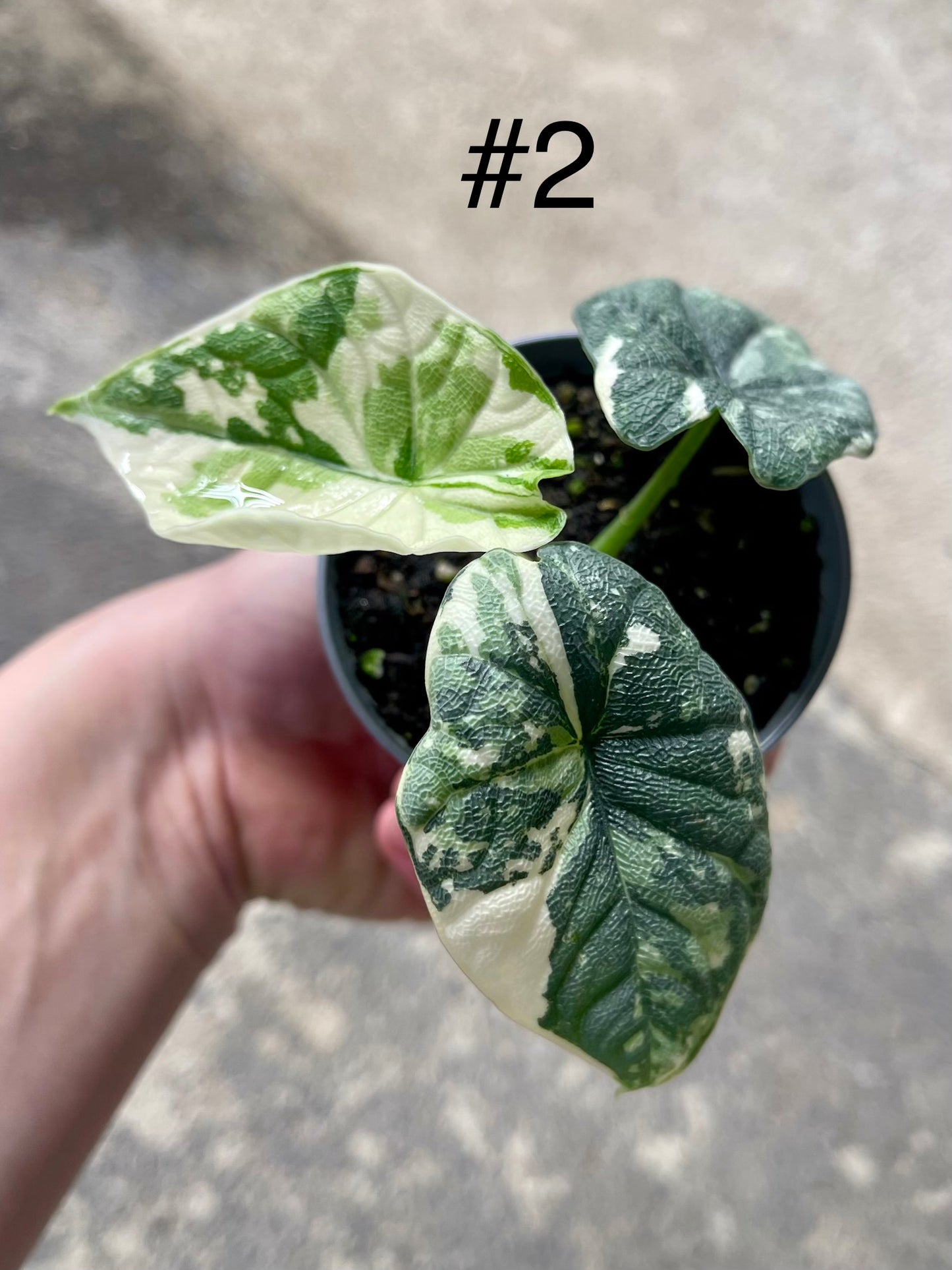 ALOCASIA MELO ALBO VARIEGATA NEW
