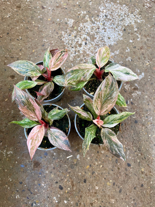 PHILODENDRON PINK PRINCESS MARBLE MUTATION
