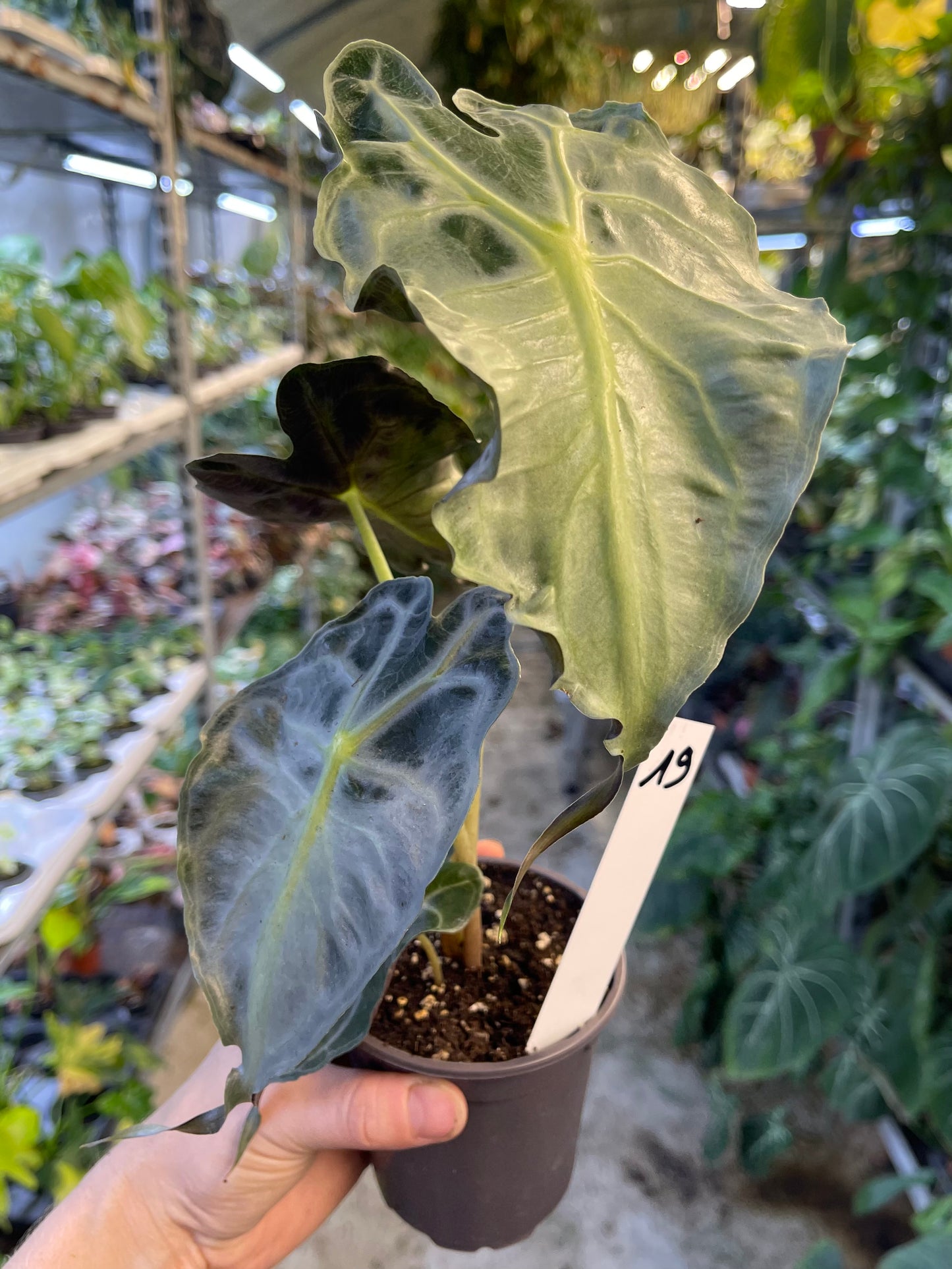 ALOCASIA VENOM L NEW
