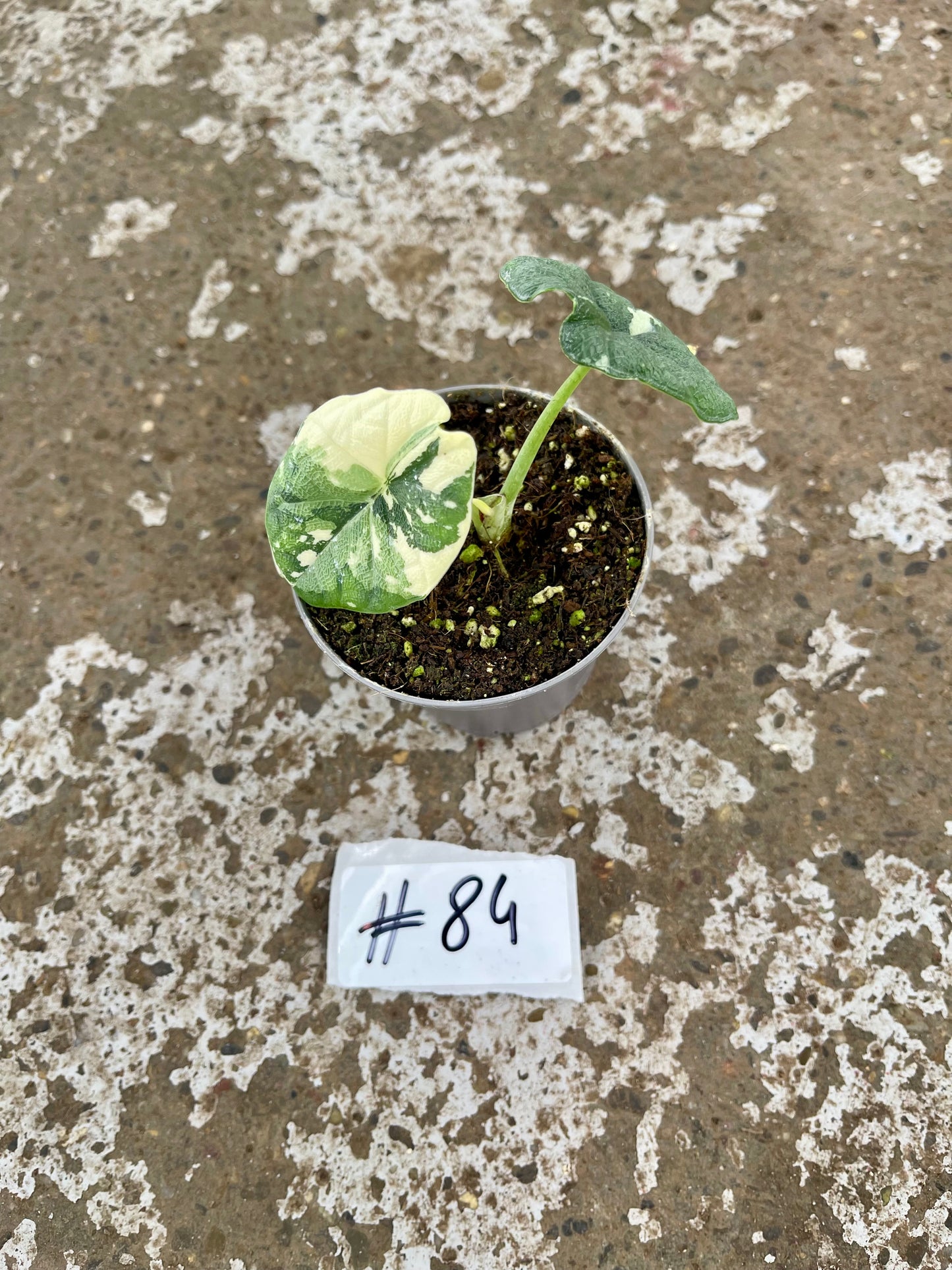 PLANTE A SAUVER