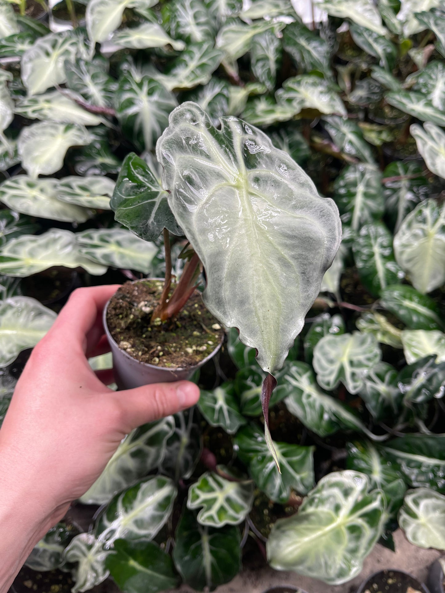 ALOCASIA VENOM S NEW