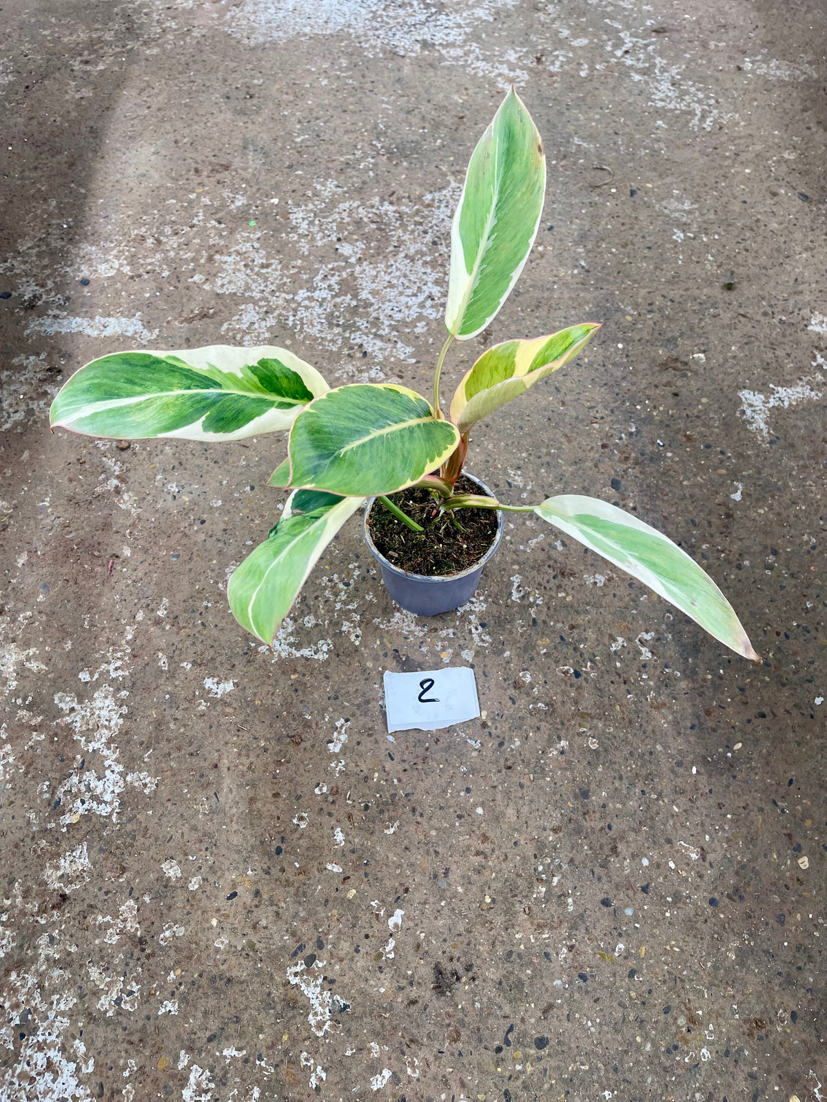 Philodendron Shady lady