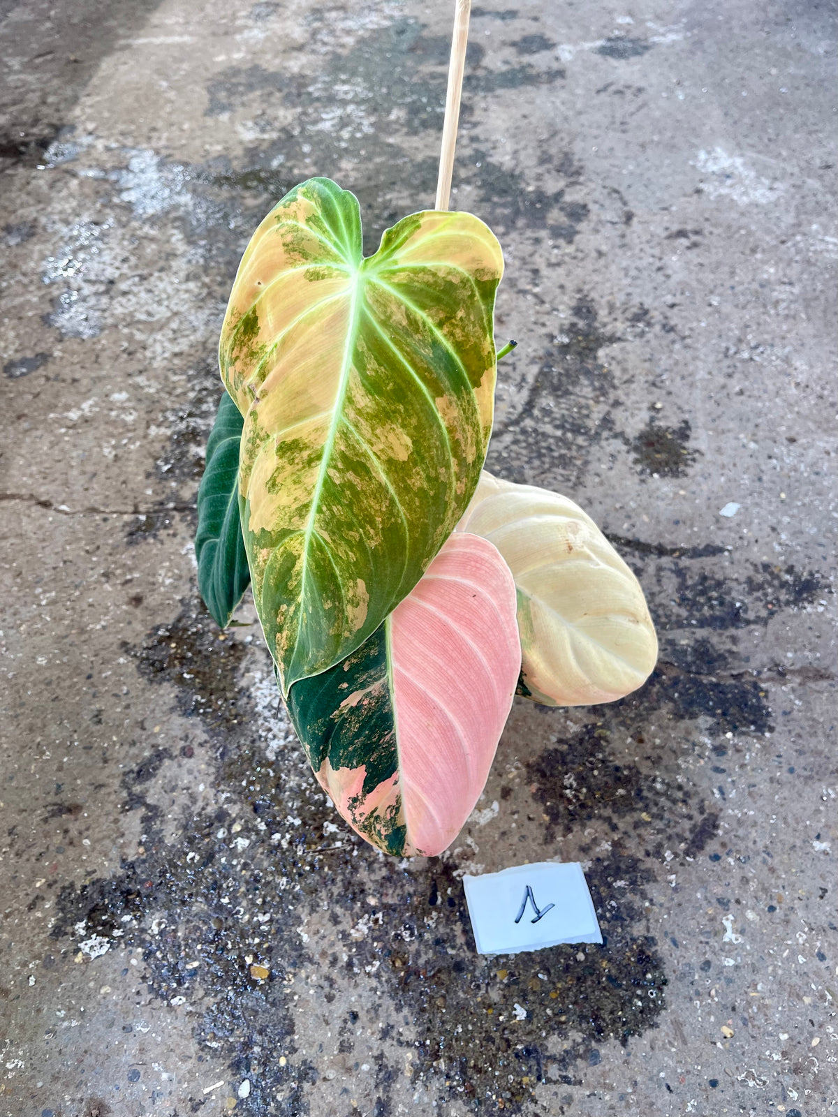 PHILODENDRON MELANOCHRYSUM VARIEGATA / ORANGE PINK