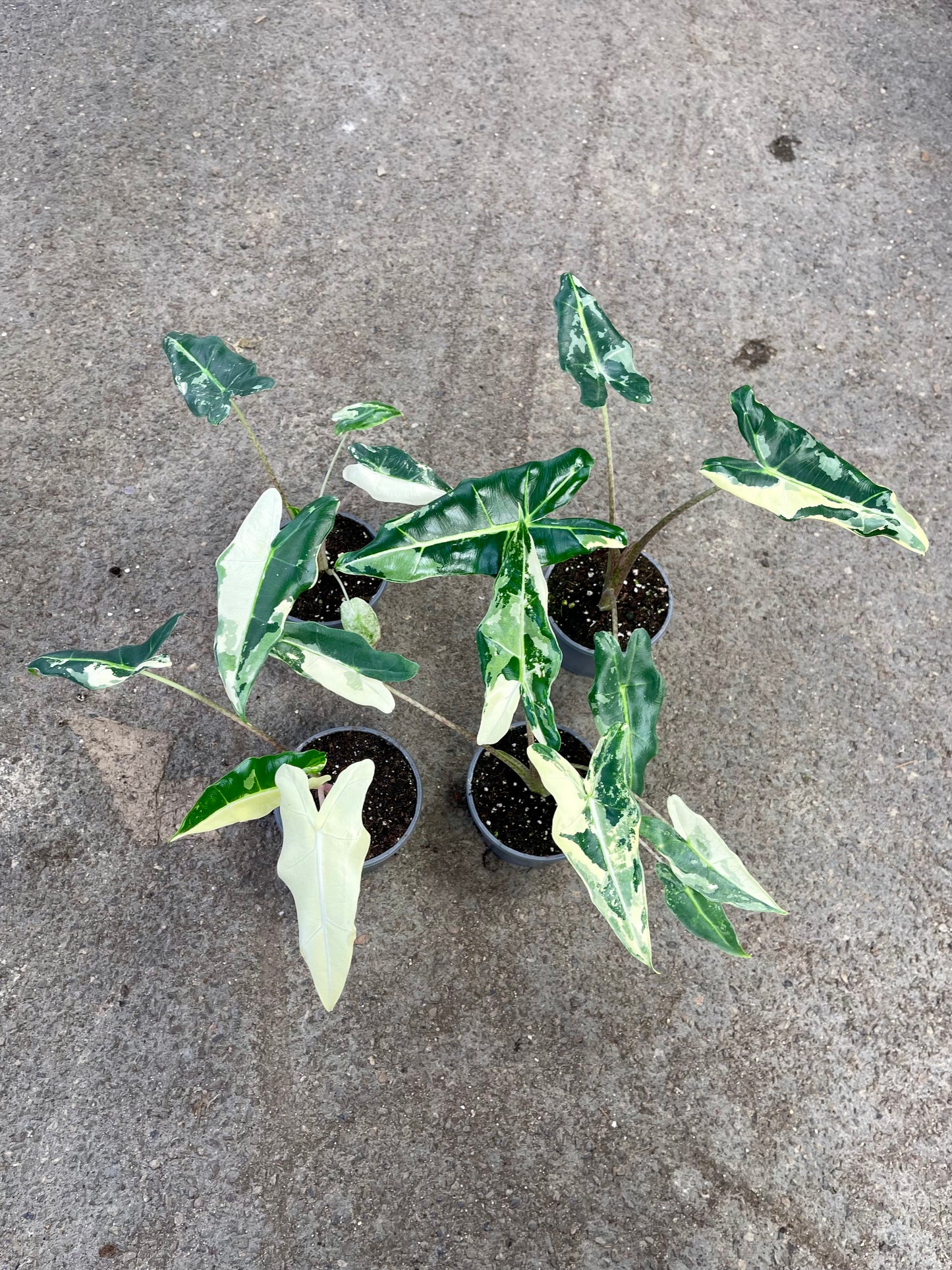 ALOCASIA SARIAN ALBO VARIEGATA M NEW