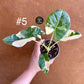 Alocasia macrorrhiza variegata S
