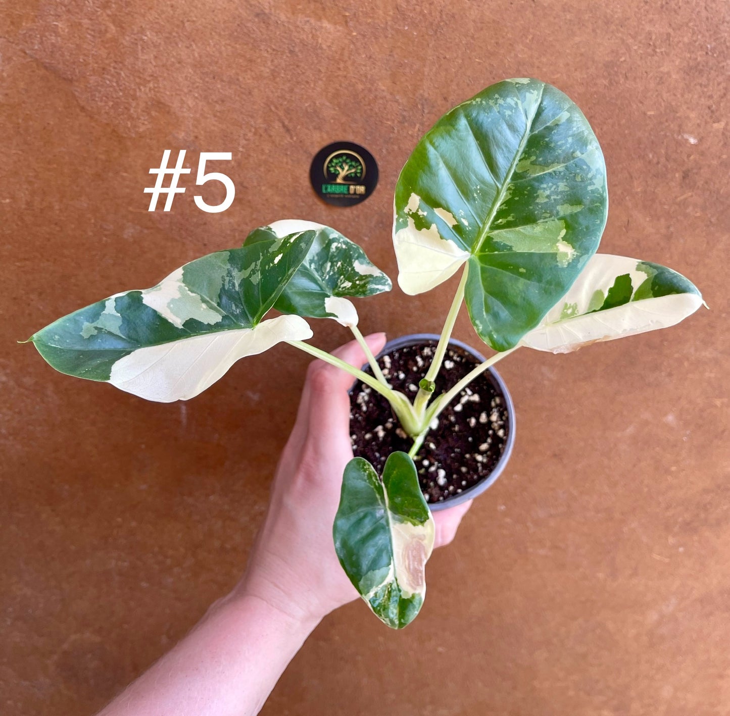 Alocasia macrorrhiza variegata S